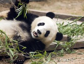 Lais Puzzle - Panda frisst Bambus, China - 1.000 Teile