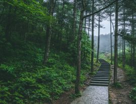 Lais Puzzle - Pfad im Wald im Berg Mingyue, Jiangxi, China - 1.000 Teile
