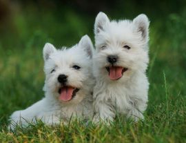 Lais Puzzle - West Highland White Terrier - 1.000 Teile