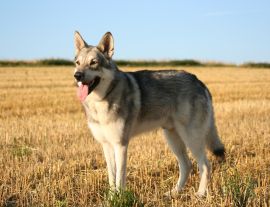 Lais Puzzle - Saarlooswolfhund - 1.000 Teile