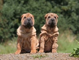 Lais Puzzle - Shar Pei - 1.000 Teile