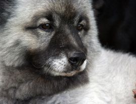 Lais Puzzle - Wolfsspitz - 1.000 Teile