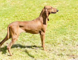 Lais Puzzle - Segugio Italiano - 1.000 Teile