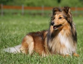 Lais Puzzle - Sheltie - 1.000 Teile