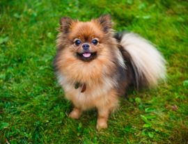 Lais Puzzle - Zwergspitz - 1.000 Teile