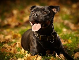 Lais Puzzle - Staffordshire Bullterrier - 1.000 Teile