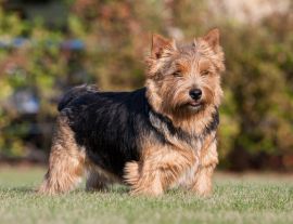 Lais Puzzle - Norwich Terrier - 1.000 Teile