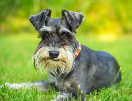 Lais Puzzle - Schnauzer - 1.000 Teile