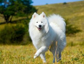 Lais Puzzle - Samojede - 1.000 Teile