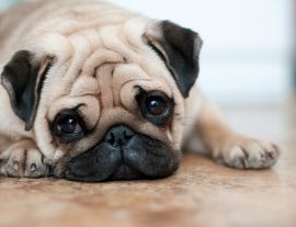 Lais Puzzle - Mops - 1.000 Teile