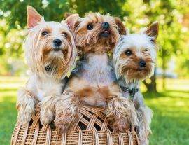 Lais Puzzle - Yorkshire Terrier - 1.000 Teile