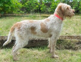 Lais Puzzle - Spinone Italiano - 1.000 Teile