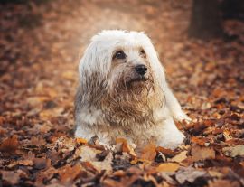 Lais Puzzle - Tibet Terrier - 1.000 Teile