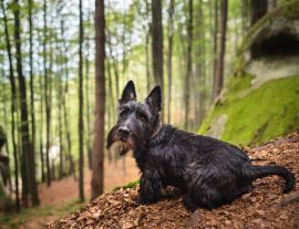 Lais Puzzle - Scottish Terrier - 1.000 Teile