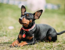 Lais Puzzle - Zwergpinscher - 1.000 Teile