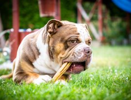 Lais Puzzle - Olde English Bulldogge - 1.000 Teile