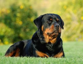 Lais Puzzle - Rottweiler - 1.000 Teile