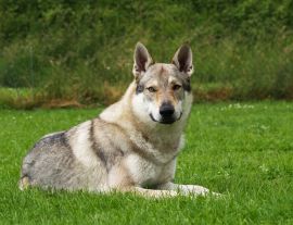 Lais Puzzle - Tschechoslowakischer Wolfhund - 1.000 Teile