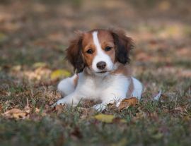 Lais Puzzle - Nederlandse Kooikerhondje - 1.000 Teile