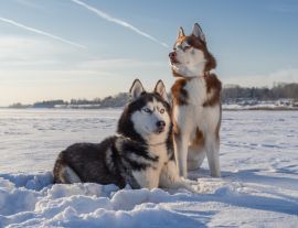 Lais Puzzle - Siberian Husky - 1.000 Teile