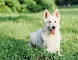 Lais Puzzle - Weißer Schweizer Schäferhund - 1.000 Teile
