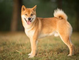 Lais Puzzle - Shiba Inu - 1.000 Teile