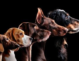 Lais Puzzle - Hunde - 1.000 Teile