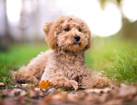 Lais Puzzle - Zwergpudel - 1.000 Teile