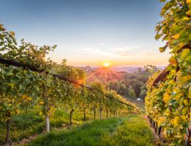 Lais Puzzle - Sonnenaufgang in den Weinbergen in der Steiermark - 1.000 Teile