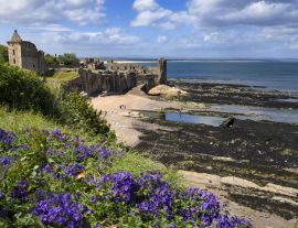 Lais Puzzle - St Andrews Castle Ruinen auf felsigen Nordseeküste mit Blick auf Castle Sands Strand in St Andrews Fife Schottland UK mit lila Geranien - 1.000 Teile