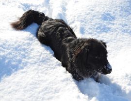 Lais Puzzle - Hund im Schnee - 1.000 Teile