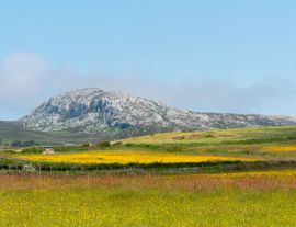 Lais Puzzle - Holyhead Mountain, (der walisische Name ist Mynydd Twr) über den Feldern mit Butterblumen und Wildblumen. In Holyhead Anglesey Nordwales - 1.000 Teile