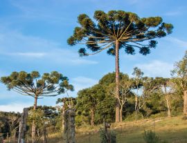 Lais Puzzle - Araucaria-Baum am sonnigen Tag im ländlichen Bereich, Chile - 1.000 Teile