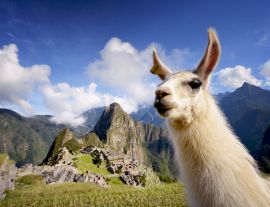 Lais Puzzle - Lama in Machu Picchu, Peru - 1.000 Teile
