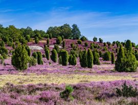 Lais Puzzle - Lüneburger Heide in Deutschland - 1.000 Teile