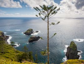 Lais Puzzle - Norfolk Pine an der Küste der Insel Norfolk, Australien - 1.000 Teile