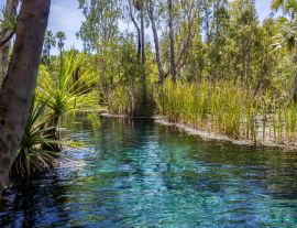 Lais Puzzle - Mataranka Hot Springs im Waterhouse River, Mataranka, Northern Territory, Australien - 1.000 Teile