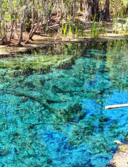 Lais Puzzle - Palmen am Mataranka River in Australien haben eine natürliche Schönheit mit schönem blauen Wasser, im Northern Territory, Australien - 1.000 Teile
