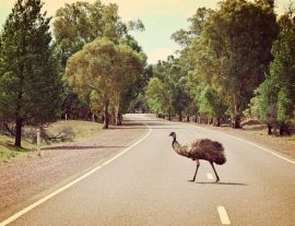 Lais Puzzle - Emu beim Überqueren der Straße im Flinders Ranges National Park, Australien - 1.000 Teile