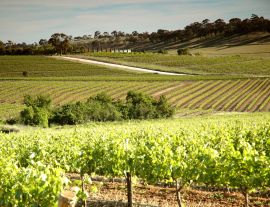 Lais Puzzle - Weingut Weinberge mit Reihen von konturierten Reben und Trauben, im Clare Valley, Südaustralien - 1.000 Teile