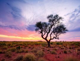 Lais Puzzle - Ein Hakea-Baum steht allein im australischen Outback während des Sonnenuntergangs. Pilbara-Region, Westaustralien, Australien - 1.000 Teile