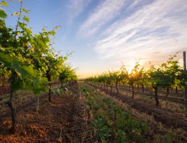 Lais Puzzle - Weingut Hunter Valley, Australien - 1.000 Teile