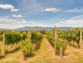 Lais Puzzle - Reihen von Reben in einem Weinberg im Yarra Valley - Yarra Glen, Victoria, Australien - 1.000 Teile