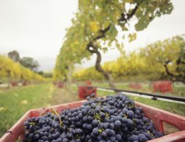 Lais Puzzle - Schwarze Trauben in Kiste auf Weinberg Yarra Valley Victoria Australien - 1.000 Teile