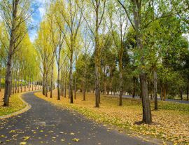 Lais Puzzle - Englische Bäume und Boden mit Herbstlaub bedeckt, Yarra Valley, Tarrawarra, Melbourne, Australien - 1.000 Teile