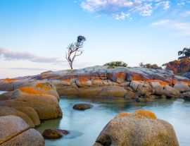 Lais Puzzle - Ein einzelner Baum wächst auf einem Granitfelsen in der Bay of Fires, an der Ostküste von Tasmanien, Australien - 1.000 Teile