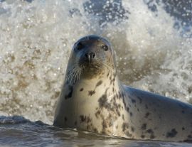 Lais Puzzle - Kegelrobbe, Donna Nook, Lincolnshire, England - 1.000 Teile