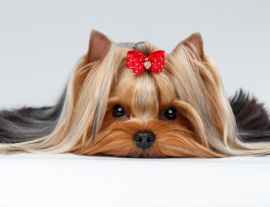 Lais Puzzle - Yorkshire Terrier - 1.000 Teile