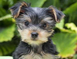 Lais Puzzle - Yorkshire Terrier - 1.000 Teile