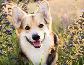 Lais Puzzle - Welsh Corgi - 1.000 Teile